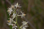 Coastal false asphodel